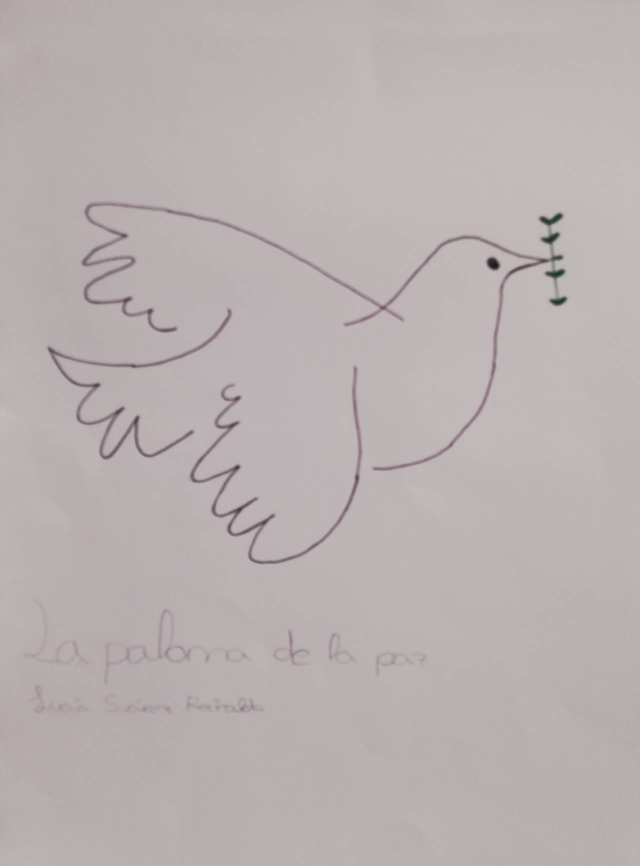 La paloma de la Paz, dibujo de Lucía Suárez (todos los derechos otorgados a la Fundación Orden de la Paz para el concurso Picasso Cuadros Sinfónicos en Málaga)